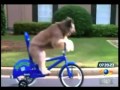 Perro que maneja un bicicleta habilmente