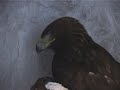 Aquila reale salvata a Pian del Frais Aquila reale salvata a Pian del Frais