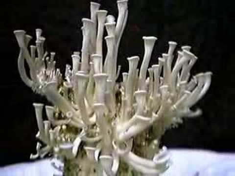 Blue Oyster Mushroom Time Lapse Video