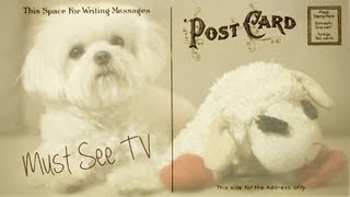 Must See TV (Milo and Lamby being couch potatoes)