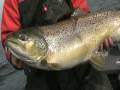 White River Monster Brown Trout 32.65 lbs.   
