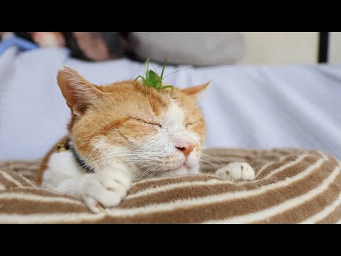 かわいいバッタと猫の癒やし動画:のせ猫の楽しいシーン集 サムネイル