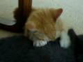 How to massage a cat How to massage a cat