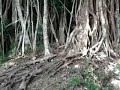 Photo Tarzan Xxx Cianjur