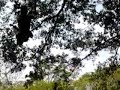 Picture Tarzan Xxx Cianjur