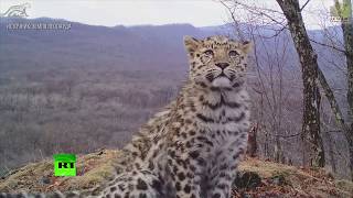 Селфи котят и «любовные письма»: дальневосточные леопарды попали на видео