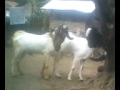 Photo Asli Indo 3gp