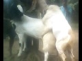 Image Asli Indo 3gp