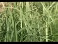 Picture Video Pembantaian