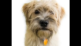 Doggy Daycare |  Kids Movie| Trailer