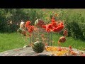 Rubber Bands, Watermelon, Slow Motion Video