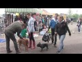 Hlučín: Slezská výstava psů