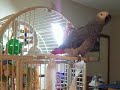 Photo Our Newfie Parrot