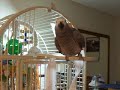 Image Our Newfie Parrot