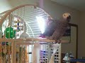 Picture Our Newfie Parrot