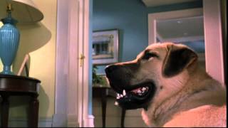 Cats & Dogs - Trailer