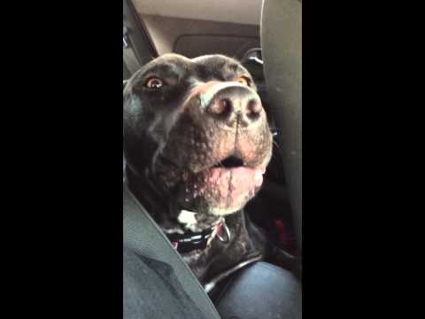 Dog Sings Hello by Adele Buckeye - Evde Video