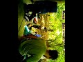 Photo Punyu Mencari Cinta