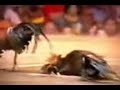 Picture Ayam Pilihan Turnamen Sabung