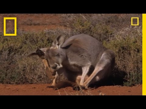 Kangaroo Birth