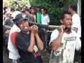Image Heboh Arapaima Ikan Raksasa Di Jogjakarta Milik Salah Satu Dosen Amikom