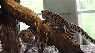 Потехе — полчаса: детёныши дальневосточного леопарда играют перед посетителями зоопарка в Вене