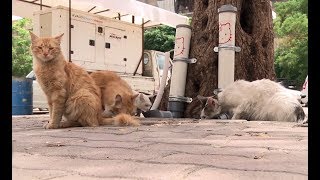 Сирийским кошкам повезло: в Дамаске появились кормушки для бездомных животных