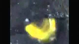 legendary pictures, and the toho kingdom presents godzilla fan made teaser trailer