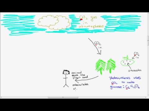 Leaving Cert Biology: The Carbon Cycle
