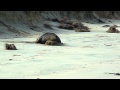Sealion