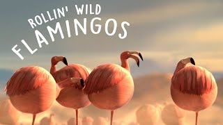 ROLLIN' SAFARI - 'Flamingos' - Official Trailer FMX 2013