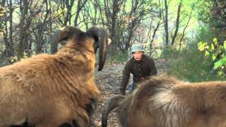 Darling Companion Official Movie Trailer [HD]