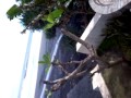 Photo Ml Ngentot Bokep 2013
