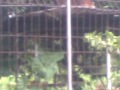Photo Pacaran Di Saung Hampir Bugil Ketauan