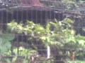 Picture Pacaran Di Saung Hampir Bugil Ketauan