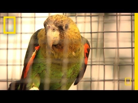 Rescuing the Endangered Cape Parrot