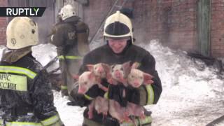 Томские спасатели на руках вынесли 150 поросят из горящего здания