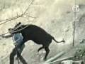 Funy video about boys ind Norway