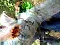 Picture Madura Bergetar Lagi 1 Mts