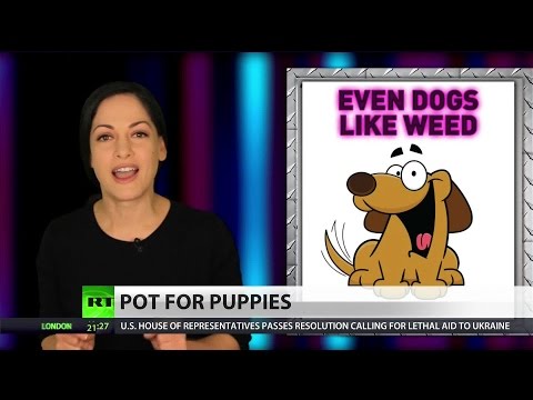 Nevada is trying to legalize weed. FOR PETS!