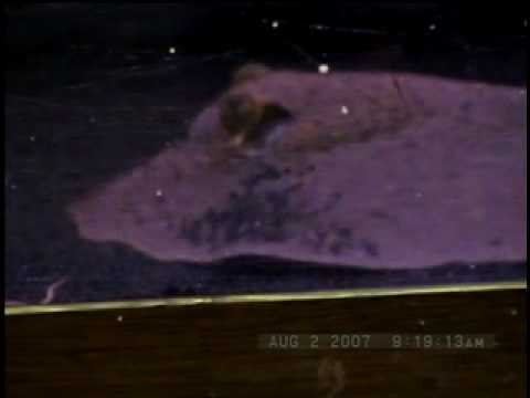 Videoclip #6 - Fish Bowl Pet Shop - Sting Ray
