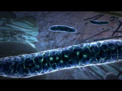 Powering the Cell: Mitochondria