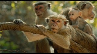 Disneynature’s Monkey Kingdom - Official US Trailer 2