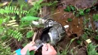 [FULL] Incredible video of man wrestling Boa Constrictor off Cat