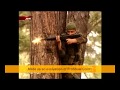 KÖPRÜ dizisi çavuşu ( deneme )