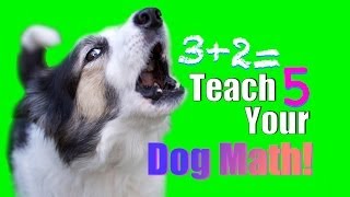 How To Teach Frisbee Dog Tricks