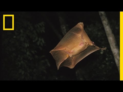 National Geographic Live! - It's a Bird, It's a Plane ... It's a Colugo?