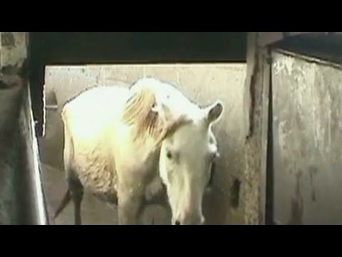 Go inside a horse slaughterhouse 3/12/13  (cnn)