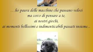 I Pensieri Di Un Cane Abbandonato Youtube