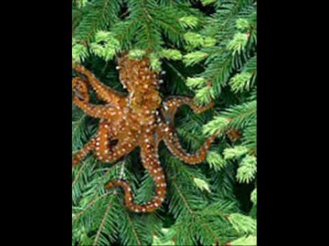 pacific northwest tree octopus real. what is the pacific northwest tree 